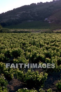 crete, vineyard, hierakleion, Grape, wine, hill, House, creation, nature, Worship, plant, vineyards, grapes, wines, hills, houses, creations, natures, plants