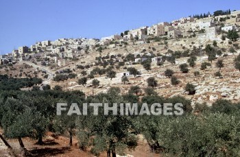 bethlehem, hill, town, city, building, tree, road, plant, hills, towns, cities, buildings, trees, roads, plants