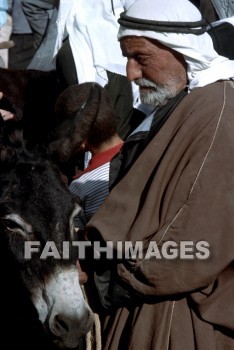 bedouin, sheep, market, man, jerusalem, donkey, animal, markets, men, Donkeys, animals