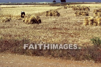 Wheat, crete, agriculture, harvest, harvesting, field, worker, farm, crop, fence, farming, plant, agricultures, harvests, fields, workers, farms, crops, fences, plants