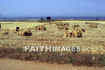 Wheat, crete, harvest, harvesting, field, worker, farm, crop, fence, agriculture, plant, harvests, fields, workers, farms, crops, fences, agricultures, plants