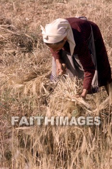 Wheat, crete, reaper, woman, field, harvest, grain, agriculture, farming, reapers, women, fields, harvests, grains, agricultures