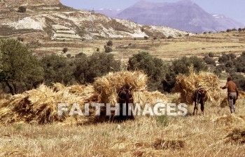 Wheat, crete, man, donkey, hill, grain, crop, harvest, tree, mountain, agriculture, farming, sheaf, animal, plant, men, Donkeys, hills, grains, crops, harvests, trees, mountains, agricultures, sheaves, animals