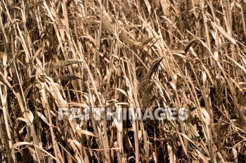 Wheat, crete, harvest, agriculture, farm, farming, grain, plant, harvests, agricultures, farms, grains, plants