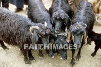 Goat, Beersheba, animal, goats, animals