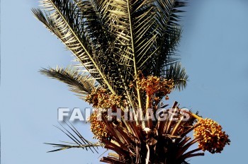 Date, palm, Latrun, Monastery, tree, creation, nature, Worship, plant, Dates, palms, monasteries, trees, creations, natures, plants