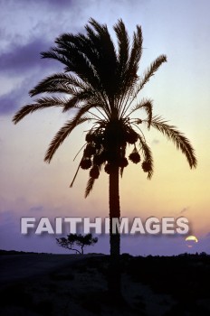 Gaza, strip, palm, tree, sunset, creation, nature, Worship, strips, palms, trees, sunsets, creations, natures