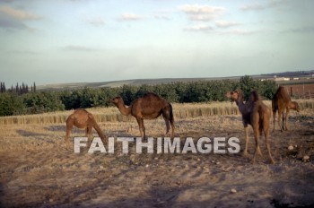 Camel, Gaza, animal, animal, camels, animals