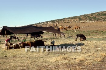 bedouin, tent, antioch, donkey, Camel, woman, sheep, hill, shelter, child, animal, tents, Donkeys, camels, women, hills, shelters, children, animals