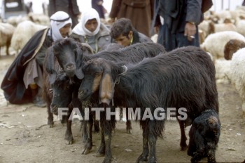 Goat, Beersheba, Shepherd, man, group, bedouin, animal, goats, shepherds, men, groups, animals