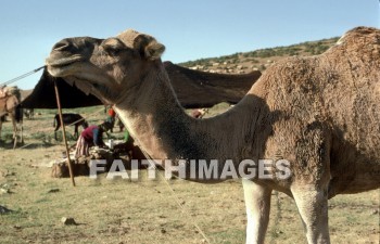 Camel, antioch, tent, bedouin, woman, people, hill, animal, animal, camels, tents, women, peoples, hills, animals