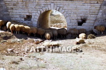 sheep, Mizpah, arch, wall, feed, animal, arches, walls, feeds, animals