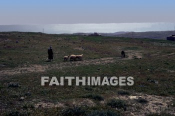 Shepherd, sheep, gibeah, evening, horizon, hill, mountain, animal, shepherds, evenings, horizons, hills, mountains, animals