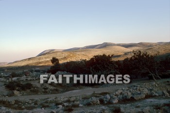Shechem, hillside, Landscape, hill, rock, vegetation, tree, hillsides, landscapes, hills, rocks, vegetations, trees
