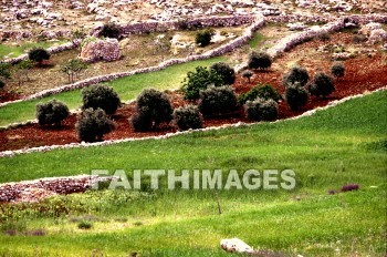 Michmash, modern, hillside, hill, fence, boundary, boundary, rock, tree, markers, moderns, hillsides, hills, fences, boundaries, rocks, trees