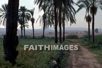 Aijalon, Valley, Latrun, Monastery, palm, tree, path, road, hill, mountain, creation, nature, Worship, valleys, monasteries, palms, trees, paths, roads, hills, mountains, creations, natures