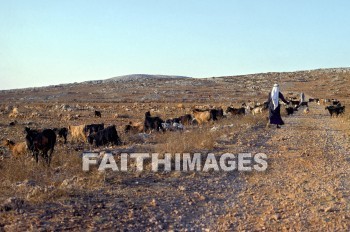 shiloh, Shepherd, Goat, field, pasture, animal, shepherds, goats, fields, pastures, animals
