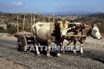 ox, cart, Assos, seaport, Mysia, Asia, minor, road, animal, oxen, carts, seaports, minors, roads, animals