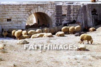 sheep, Mizpah, shade, rest, wall, arch, feed, graze, animal, plant, shades, rests, walls, arches, feeds, animals, plants
