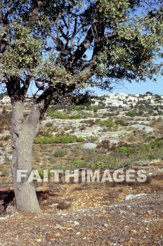 Bethel, modern, Beitel, tree, field, city, building, creation, nature, Worship, moderns, trees, fields, cities, buildings, creations, natures