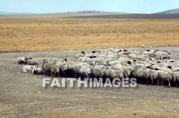 sheep, Beersheba, hill, field, rest, animal, plant, hills, fields, rests, animals, plants
