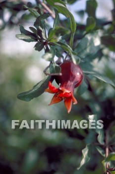 Pomegranate, flower, fruit, leaf, plant, creation, nature, Worship, pomegranates, flowers, fruits, leaves, plants, creations, natures