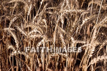 Wheat, crop, agriculture, farm, farming, grain, harvest, food, creation, nature, Worship, plant, crops, agricultures, farms, grains, harvests, foods, creations, natures, plants