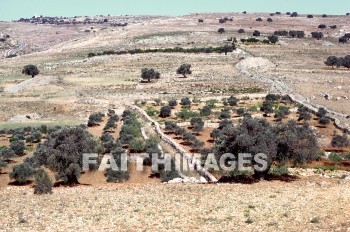 Olive, tree, agriculture, crop, food, field, hill, plant, Olives, trees, agricultures, crops, foods, fields, hills, plants