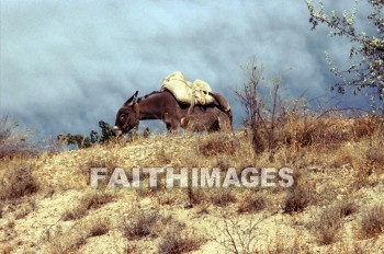 donkey, Cappadocia, grazing, animal, Donkeys, animals