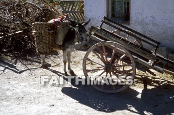 donkey, cart, Cappadocia, basket, window, building, animal, Donkeys, carts, baskets, windows, buildings, animals