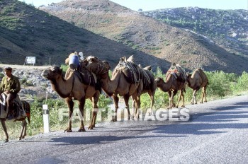 Camel, caravan, Asia, thyatira, Smyrna, animal, transportation, shipping, animal, camels, caravans, animals, transportations