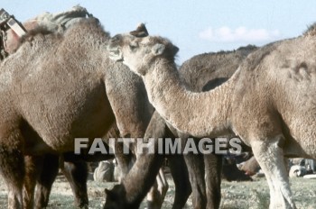 Camel, antioch, animal, transportation, shipping, animal, camels, animals, transportations