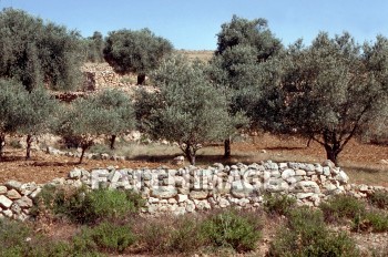 Olive, tree, oil, Nebi, samwil, plant, Olives, trees, oils, plants