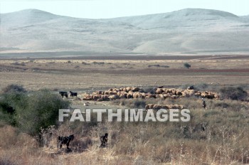Abel, Meholah, sheep, Shepherd, Goat, field, pasture, person, people, hill, mountain, Elisha, birth, home, animal, shepherds, goats, fields, pastures, persons, peoples, hills, mountains, homes, animals