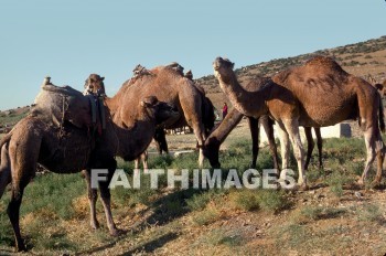 Camel, antioch, hillside, hill, animal, transportation, shipping, animal, camels, hillsides, hills, animals, transportations