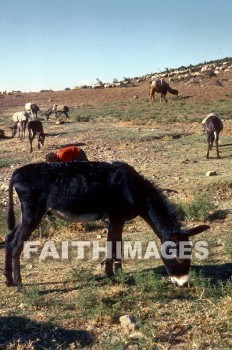 donkey, antioch, grazing, hillside, hill, Camel, transportation, shipping, animal, animal, Donkeys, hillsides, hills, camels, transportations, animals