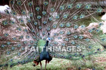 Peacock, bird, color, feather, pride, proud, animal, peacocks, birds, colors, feathers, prides, animals