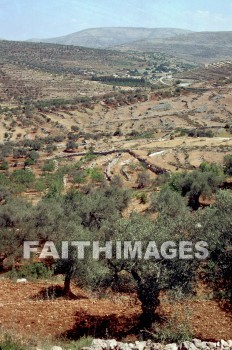Ephraim, hill, country, Olive, tree, plant, hills, countries, Olives, trees, plants