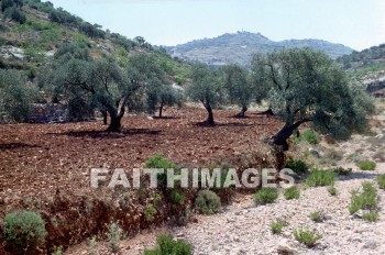 Ephraim, hill, country, Olive, tree, plant, hills, countries, Olives, trees, plants