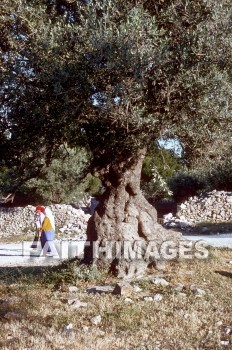 Olive, tree, mount, oil, rock, fence, people, plant, Olives, trees, mounts, oils, rocks, fences, peoples, plants