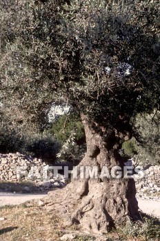 Olive, tree, mount, oil, rock, fence, people, plant, Olives, trees, mounts, oils, rocks, fences, peoples, plants