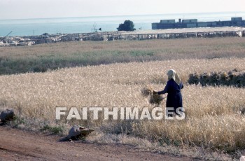 grain, harvest, agriculture, farming, bundle, grains, harvests, agricultures, bundles