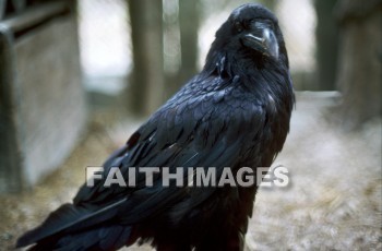 Raven, bird, Elisha, cherith, birds