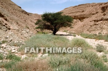 Acacia, tree, Wadi, Negeb, Negev, desert, tabernacle, wood, trees, deserts, tabernacles, woods