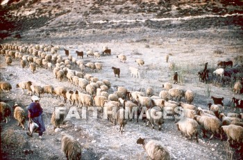 Shepherd, sheep, Goat, lead, follow, shepherds, goats, leads