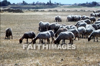 Flock, sheep, animal, wool, food, follow, lead, flocks, animals, wools, foods, leads