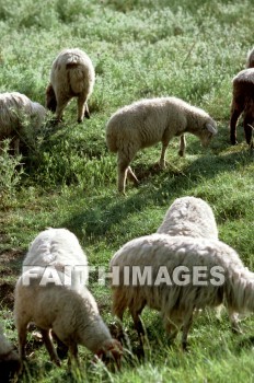 Flock, sheep, animal, wool, food, follow, lead, flocks, animals, wools, foods, leads