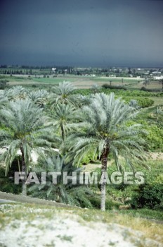 palm, tree, Jericho, city, plant, palms, trees, cities, plants
