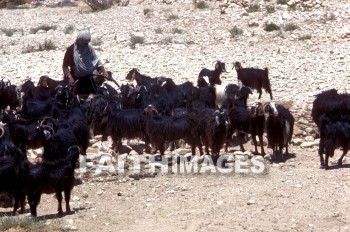 Goat, goatherd, leading, following, nitzana, Negeb, Negev, goats, goatherds, followings