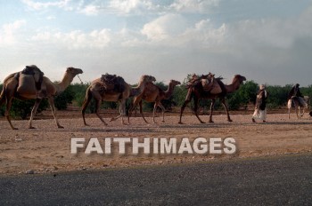 Camel, caravan, Gaza, animal, transportation, shipping, Israel, camels, caravans, animals, transportations